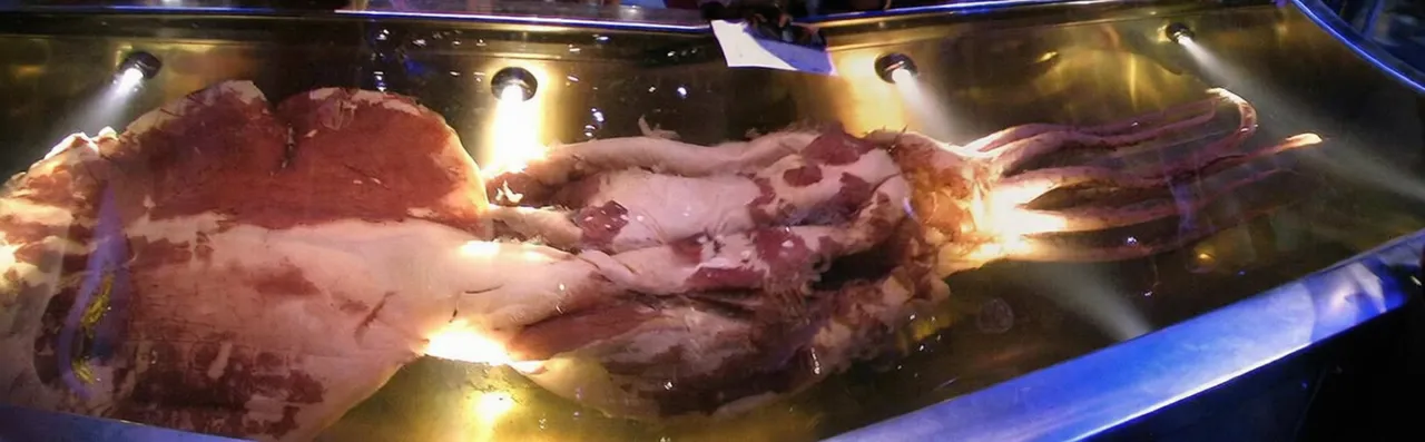 蒂帕帕国家博物馆 Te Papa colossal squid