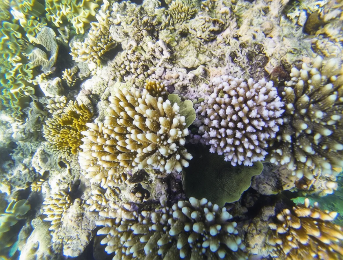 凯恩斯 Great Barrier Reef snorkeling