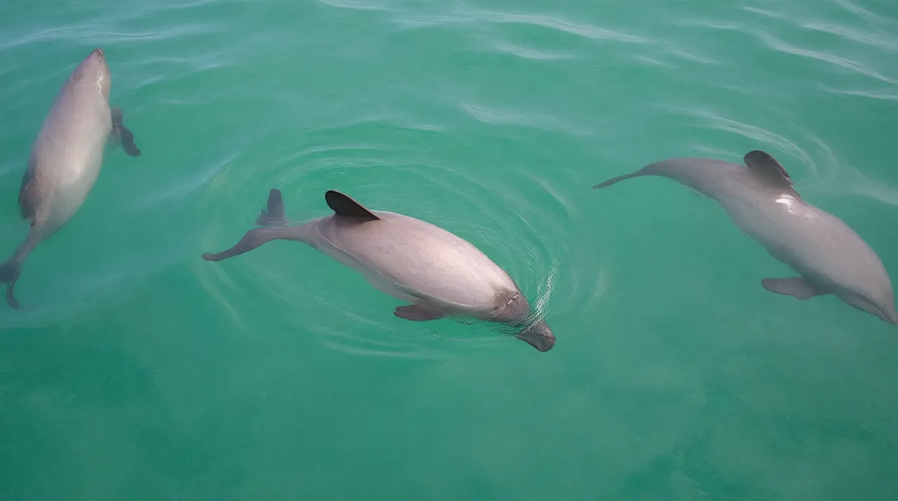 阿卡罗阿 Hector's dolphin Akaroa